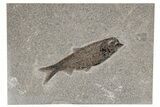 Detailed Fossil Fish (Knightia) - Wyoming #211172-1